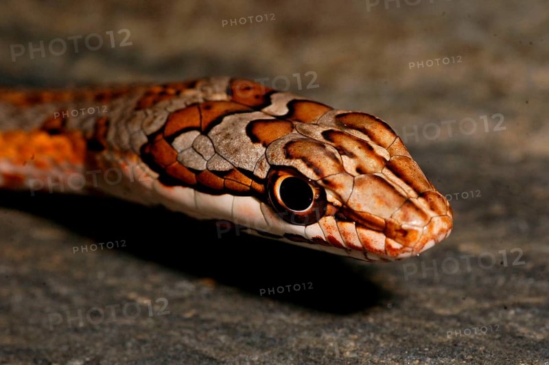 Tanganyka sand snake