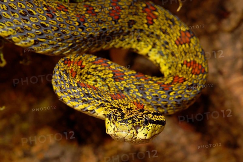 Jerdon's dwarf viper
