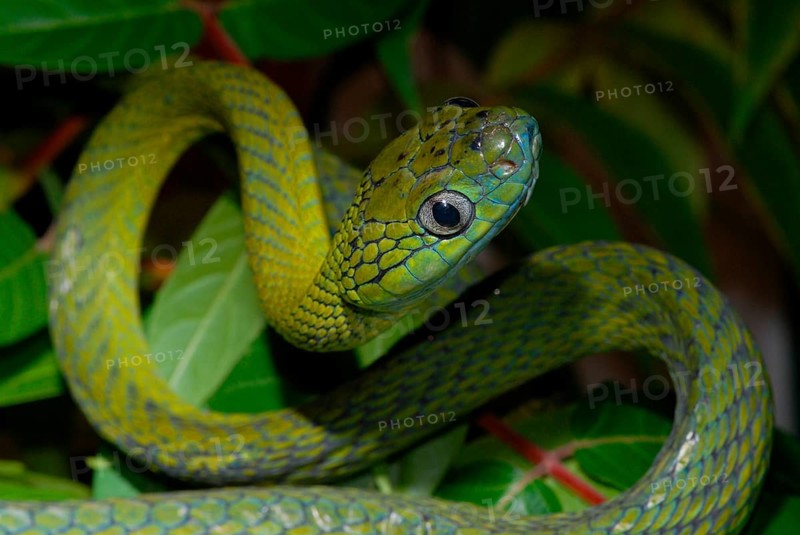 Green cat's eye snake