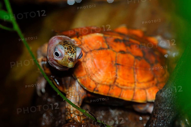 Jagged earth turtle
