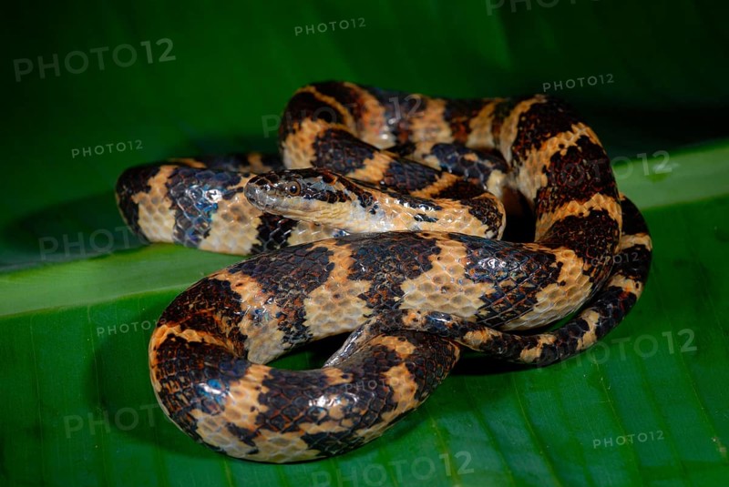 Swamp snake