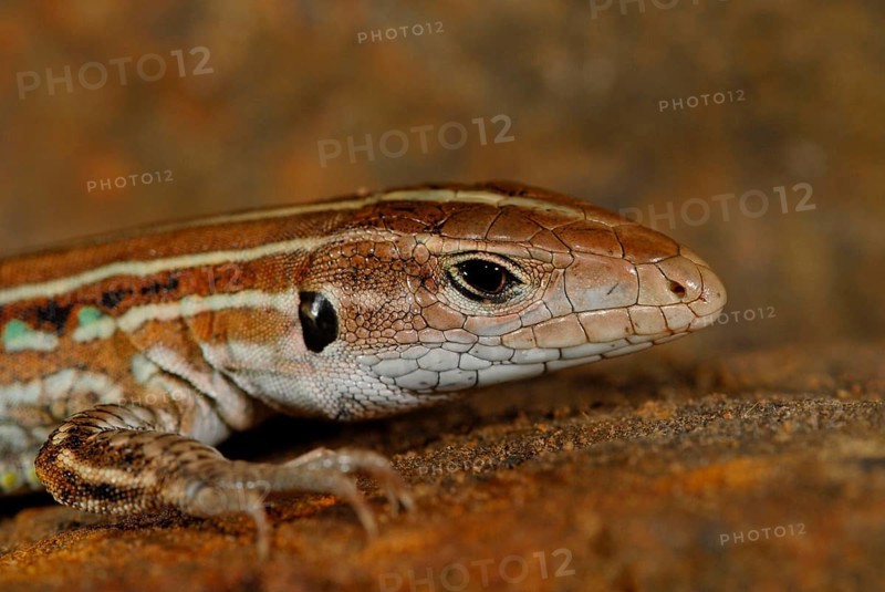 Bocourts Ameiva
