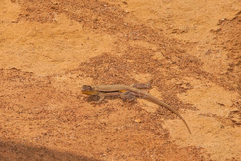 Peruvian Pacific Iguana