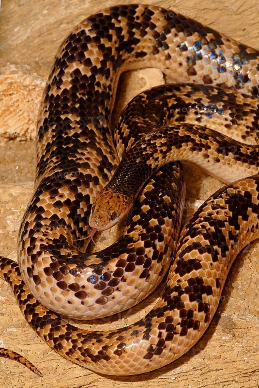 Fitzinger's False Coral Snake