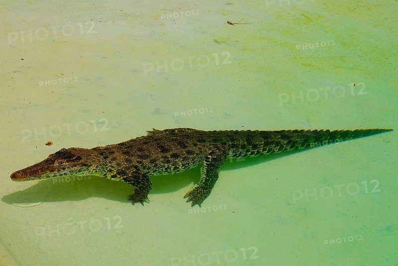 Cuban crocodile