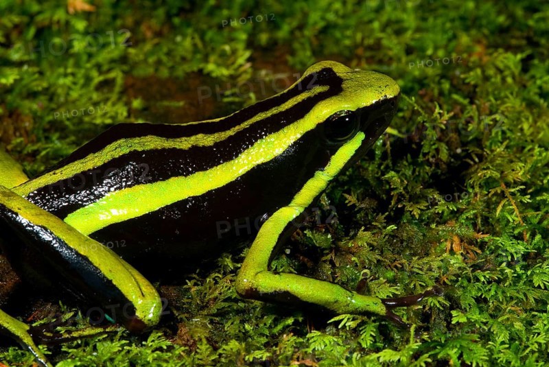 Green Giant Poison Frog