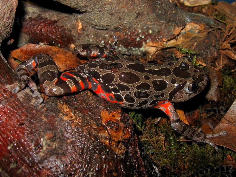 Spotted racing frog