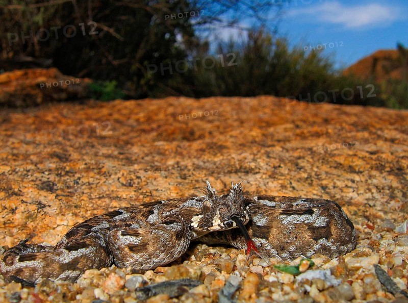 Tufted-browed viper