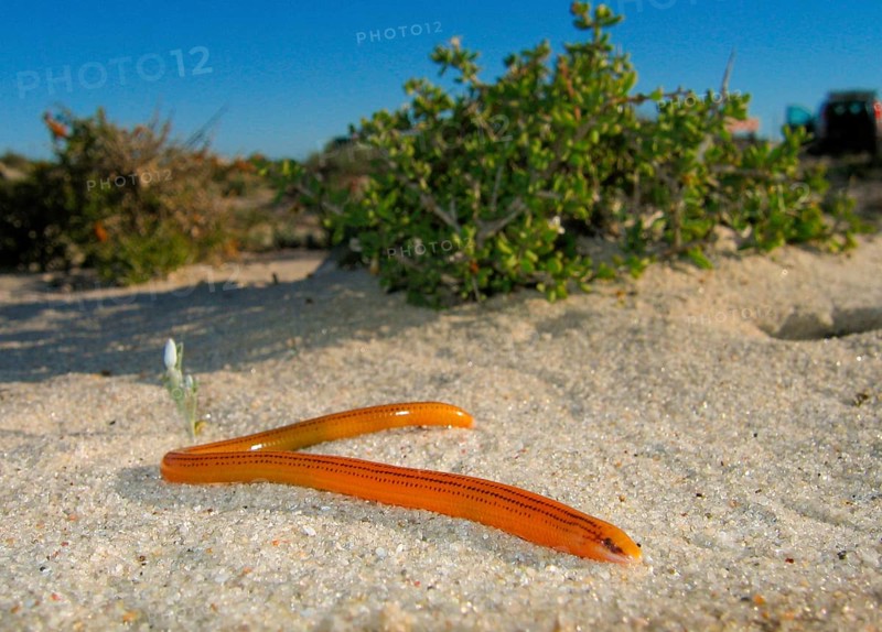 Coastal legless skink