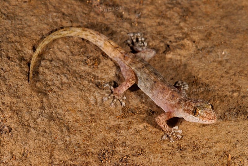 Leaf-fingered gecko