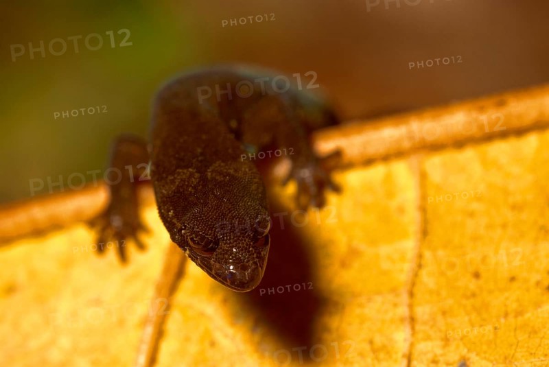 Dwarf gecko