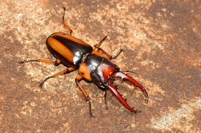 Kenyan goliath beetle
