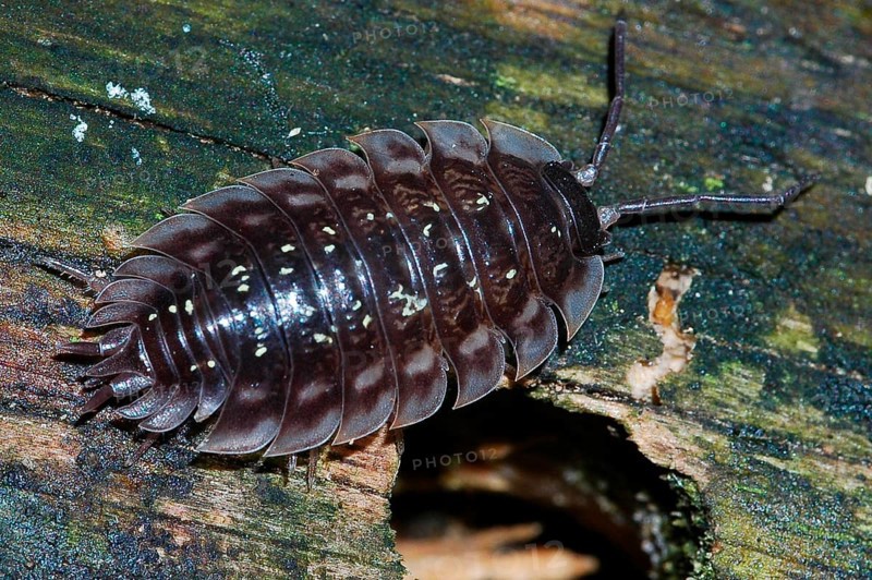 Woodlouse