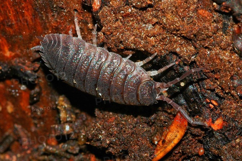 European woodlouse