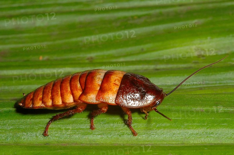 Madagascar Giant Foxy Cockroach