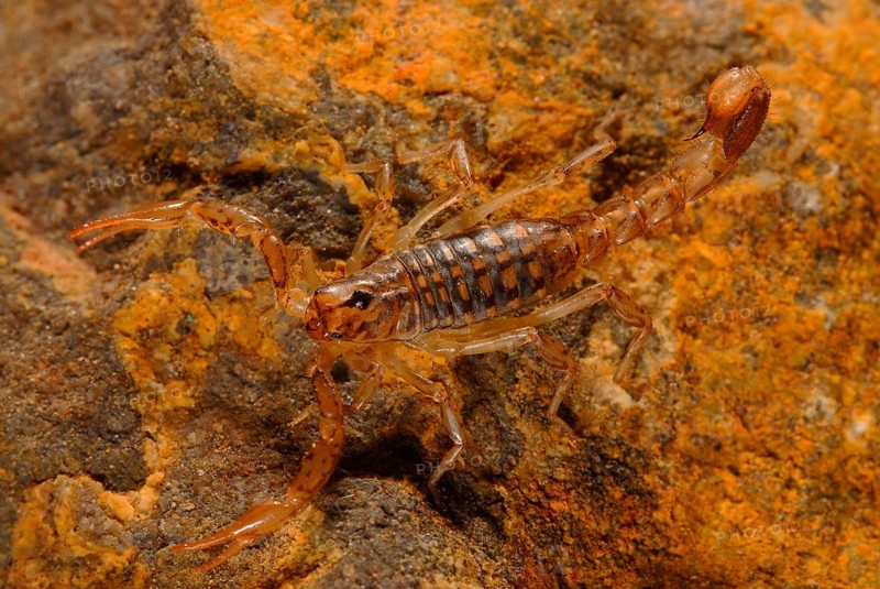 Bark scorpion