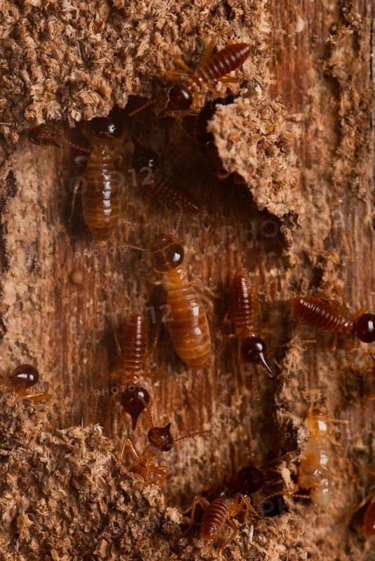 Termites in the corridor