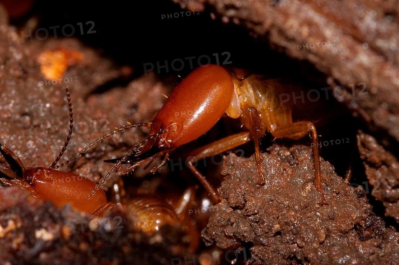 Termite soldiers