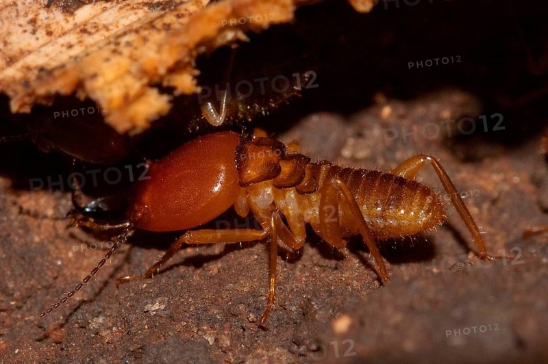 Termite soldier