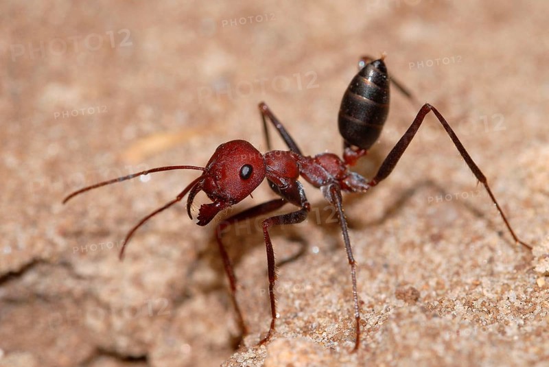 Desert ant