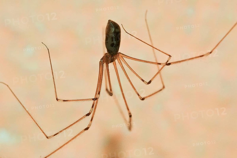 Trembling spider