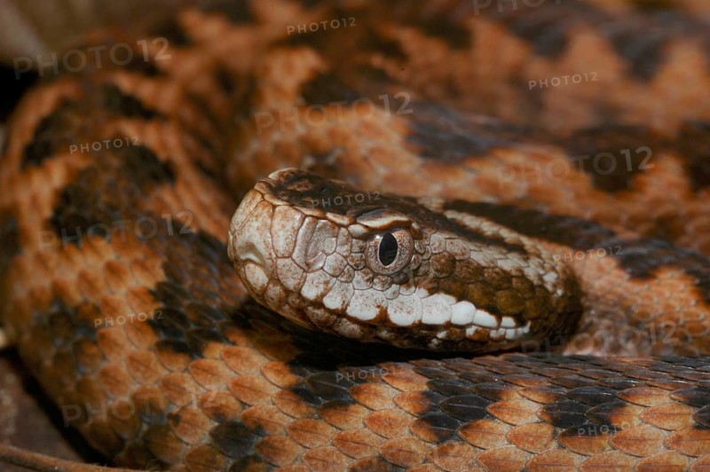 Orlov viper