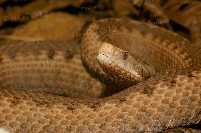Orlov viper