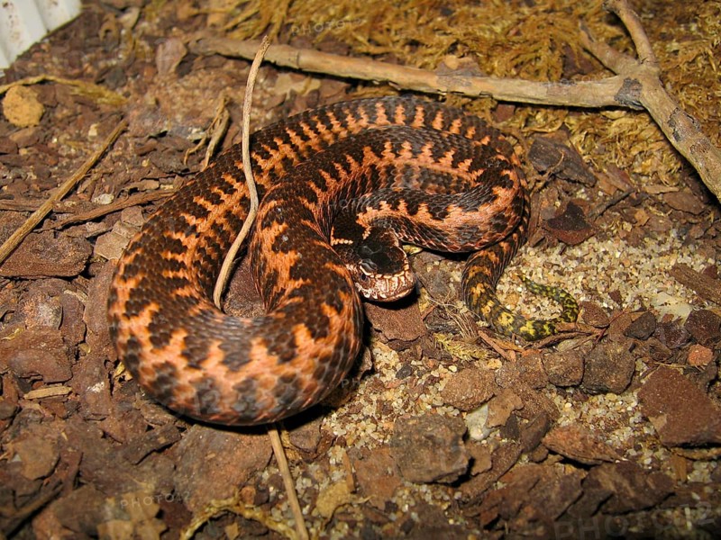 Orlov viper