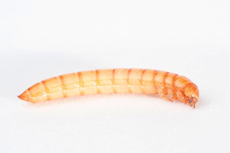 Mealworm
