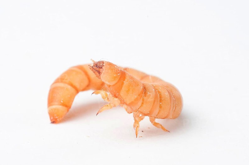Mealworm