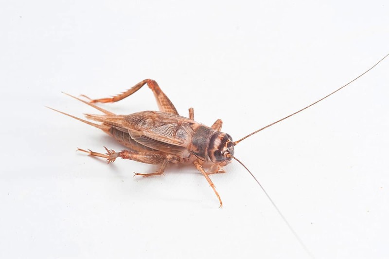 Cricket Cricket