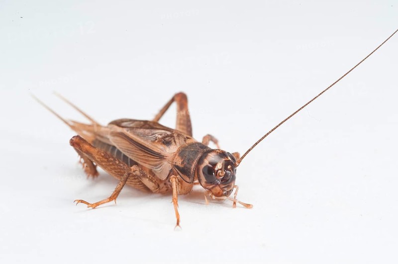Cricket Cricket
