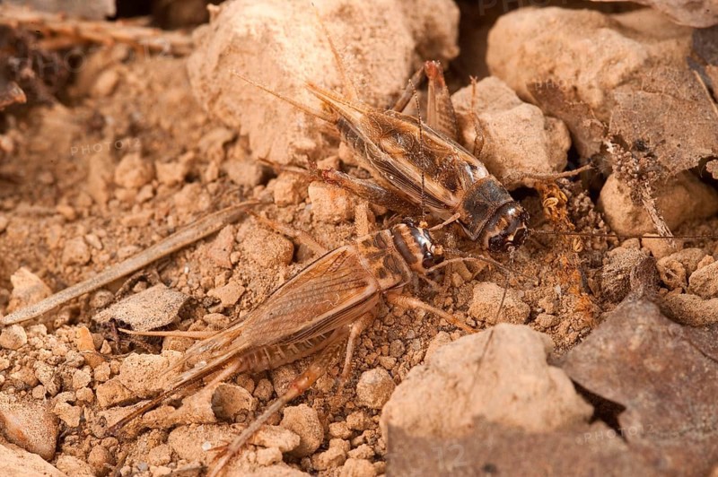 Cricket Cricket