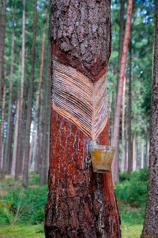 Resin leaches on pine