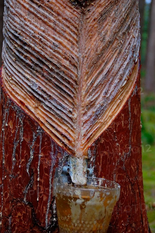 Resin leaches on pine