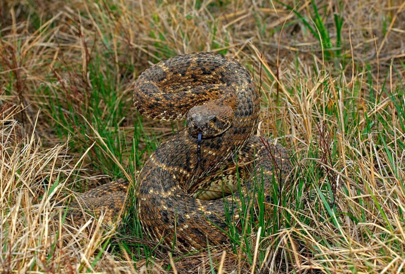 Western diamondback rattlesnake