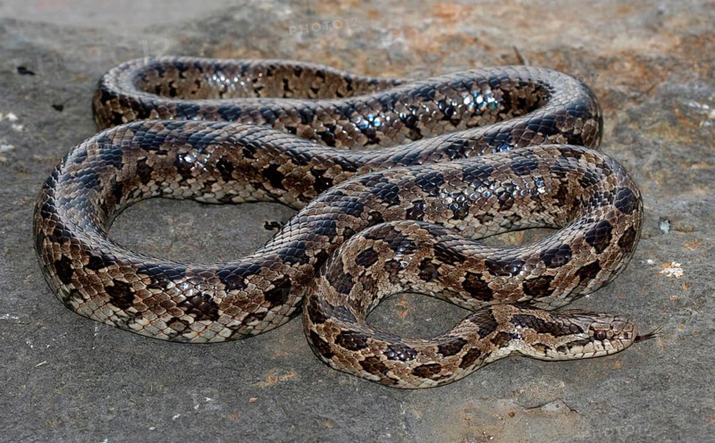 Prairie King Snake