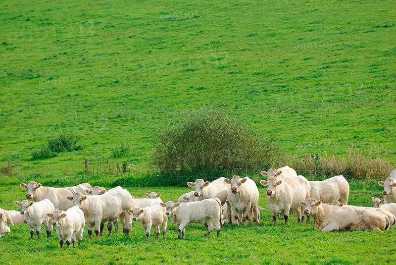 Charolais cattle