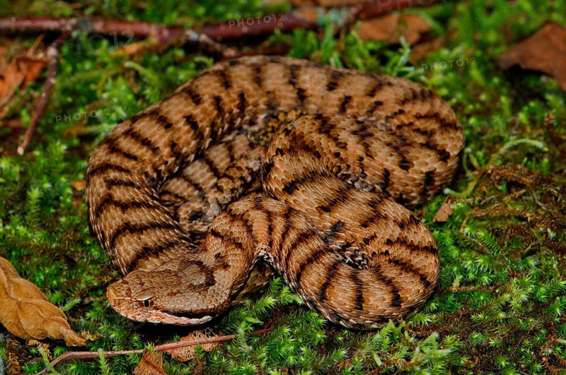 Female Alpine Viper