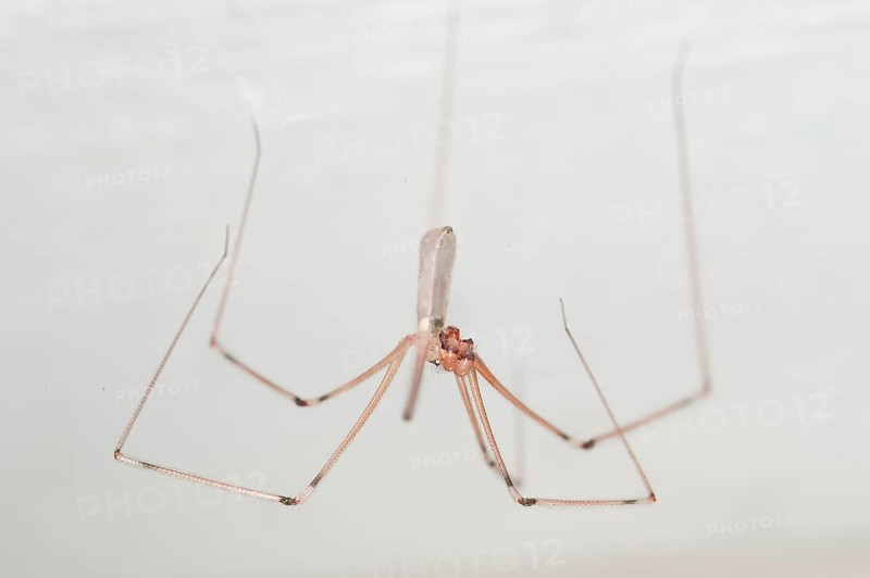 Trembling spider