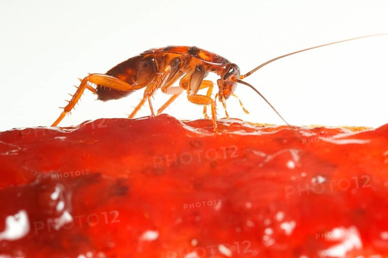 Cockroach