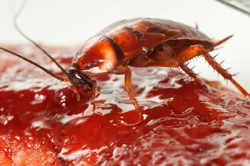 Cockroach