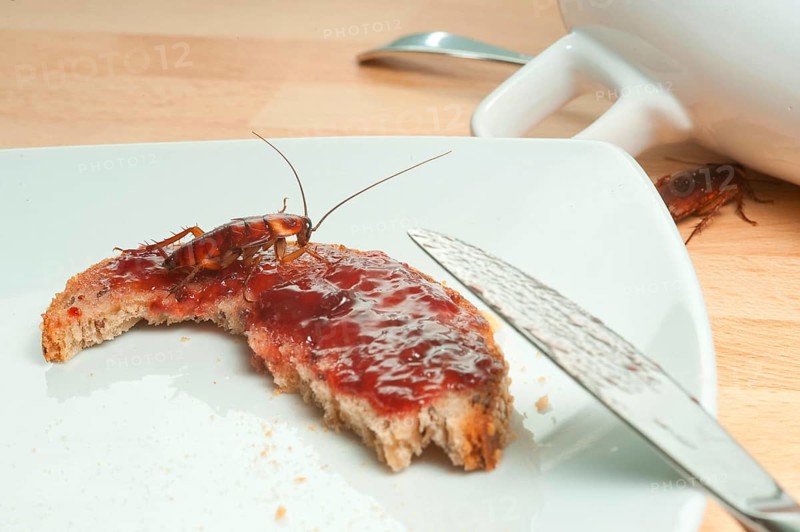 Cockroach