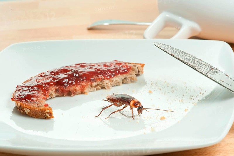 Cockroach