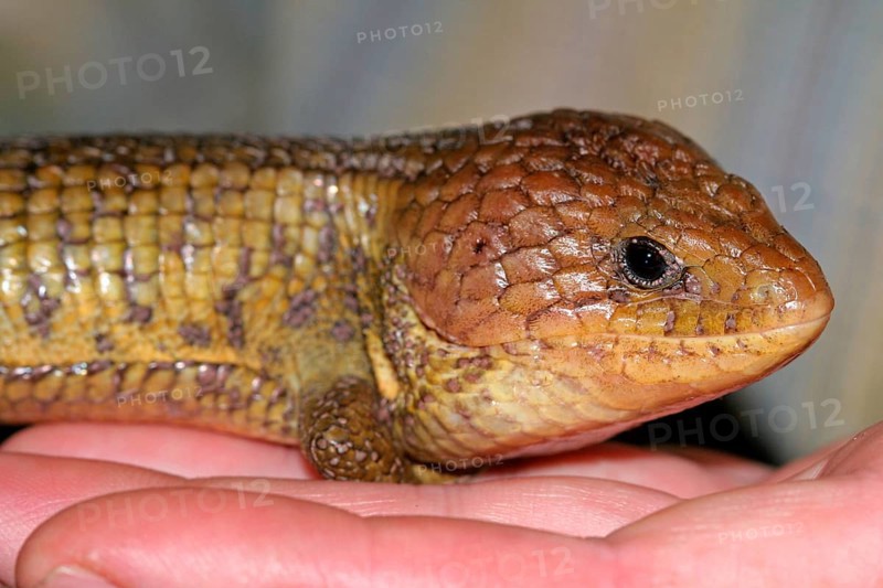 Imbricate alligator lizard