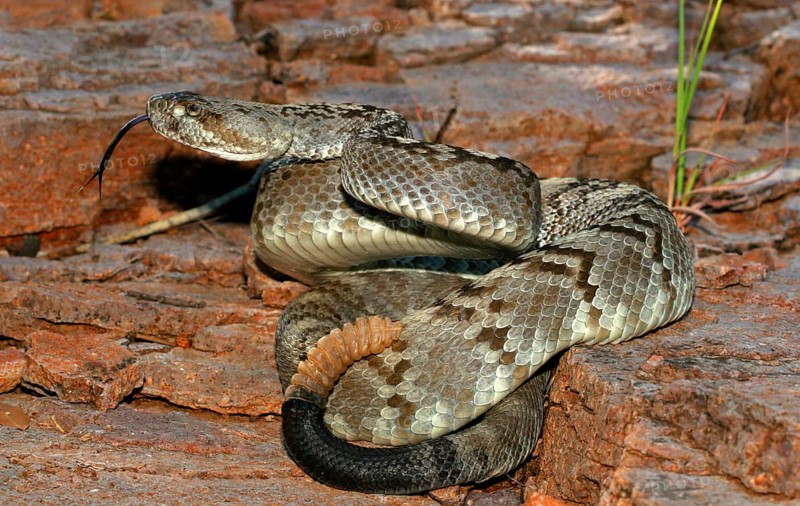 Black-tailed Rattlesnake