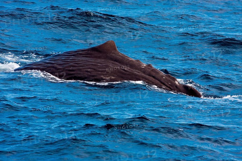Sperm whale