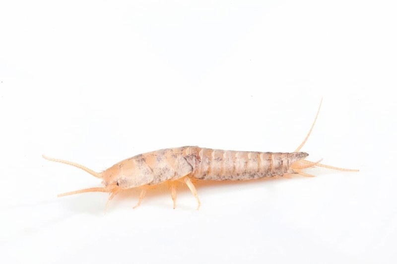 Silverfish