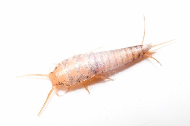Silverfish