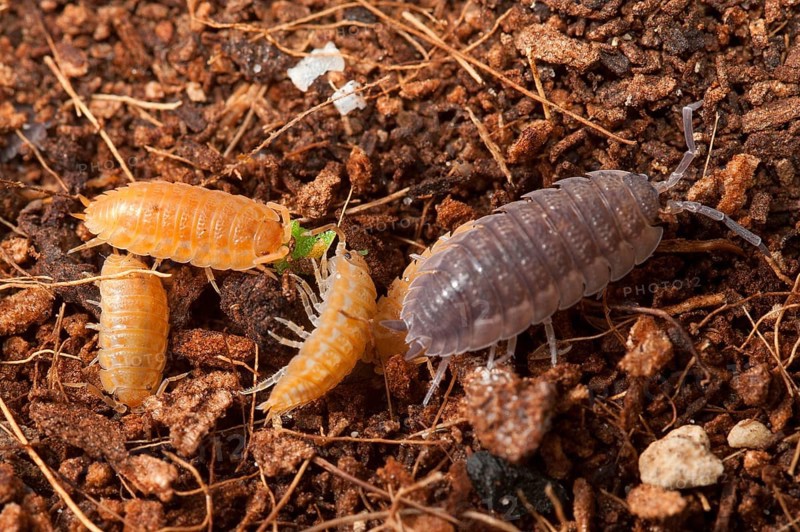 European woodlouse